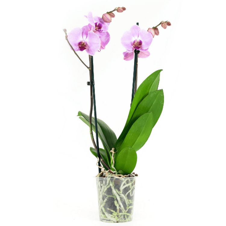 Орхідея «Сакраменто» - image-0