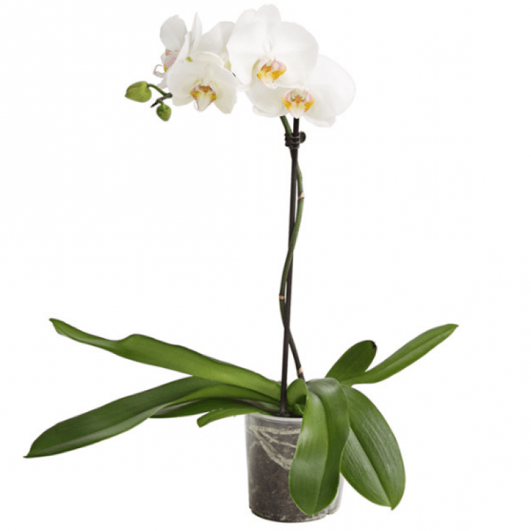 Орхідея «Tropical Snowball» в асортименті. - image-0
