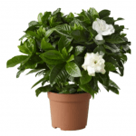 Gardenia - image-0
