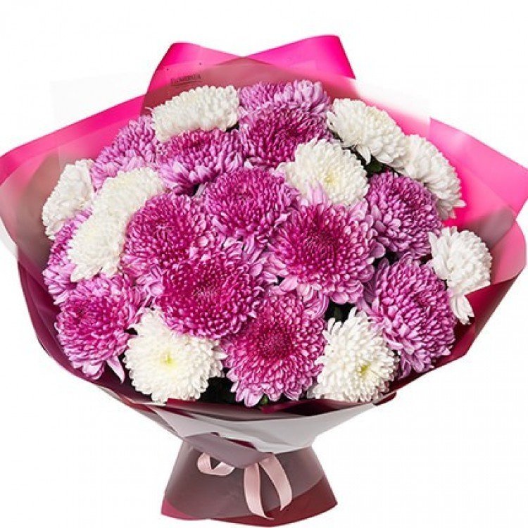 Букет "23 біло-рожеві хризантеми" - image-0